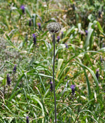 Allium cyrillii