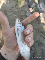 Chondrostoma variabile