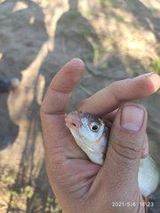 Chondrostoma variabile