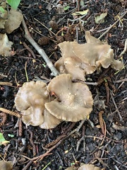 Fungi