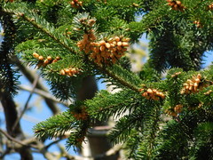 Abies nordmanniana