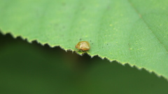Megacopta cribraria
