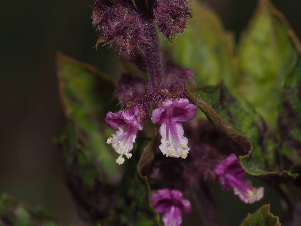 Ocimum tenuiflorum