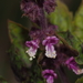 Ocimum tenuiflorum - Photo (c) 小铖/Smalltown, alguns direitos reservados (CC BY-NC), enviado por 小铖/Smalltown