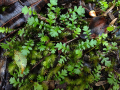 Leptinella squalida squalida