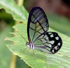 Pseudohaetera mimica
