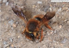 Megachile desertorum