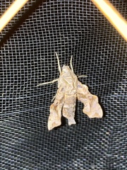 Neogurelca himachala