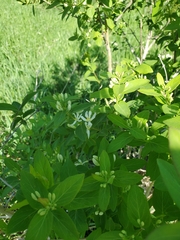 Lonicera morrowii