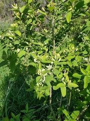 Lonicera morrowii
