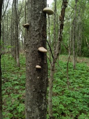 Pleurotus calyptratus