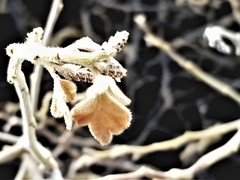 Rhus aromatica pilosissima