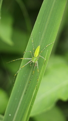 Peucetia formosensis