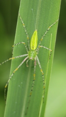 Peucetia formosensis