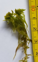 Sphagnum flexuosum