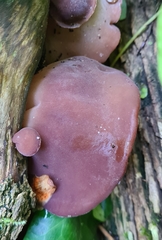 Auricularia