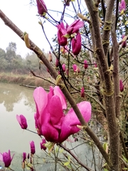 Magnolia liliiflora