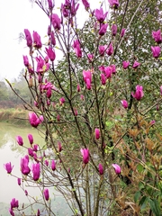 Magnolia liliiflora