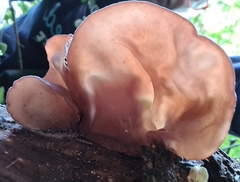 Auricularia