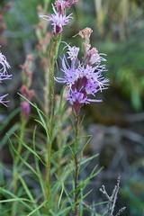 Liatris helleri