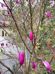 Magnolia liliiflora