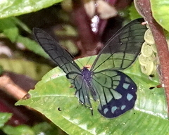 Pseudohaetera mimica