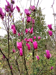 Magnolia liliiflora