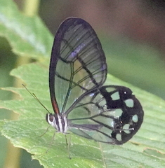 Pseudohaetera mimica