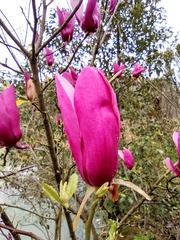 Magnolia liliiflora