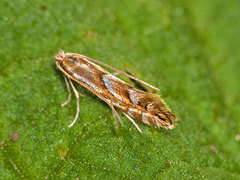 Phyllonorycter oxyacanthae