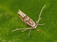 Phyllonorycter oxyacanthae