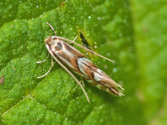 Phyllonorycter oxyacanthae
