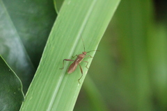 Riptortus linearis