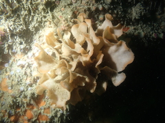 Pentapora foliacea