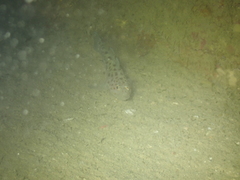 Thorogobius ephippiatus