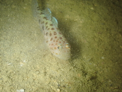 Thorogobius ephippiatus
