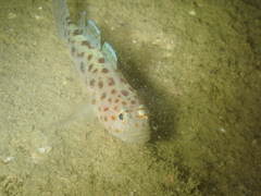 Thorogobius ephippiatus
