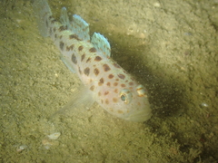 Thorogobius ephippiatus