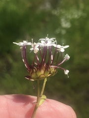 Valerianella longiflora