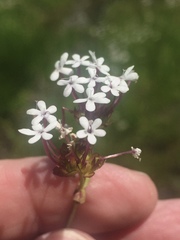 Valerianella longiflora