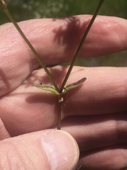 Valerianella longiflora