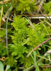 Sphagnum flexuosum
