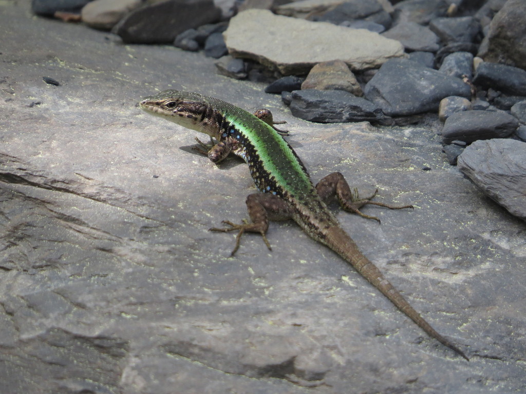 Caucasian Lizard