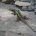 Caucasian Lizard - Photo (c) lzazadze, some rights reserved (CC BY-NC), uploaded by lzazadze