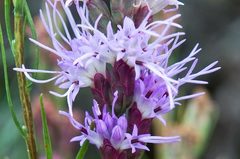 Liatris helleri
