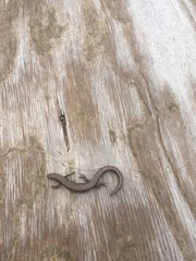 Plestiodon septentrionalis