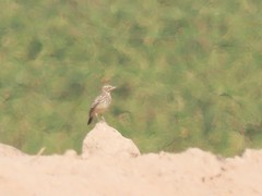 Galerida magnirostris magnirostris