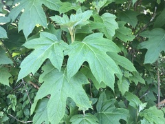 Hydrangea quercifolia