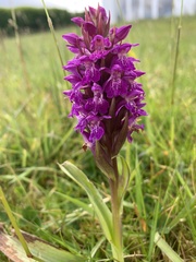 Dactylorhiza kerryensis