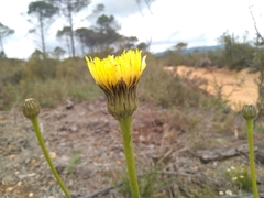 Hypochaeris maculata